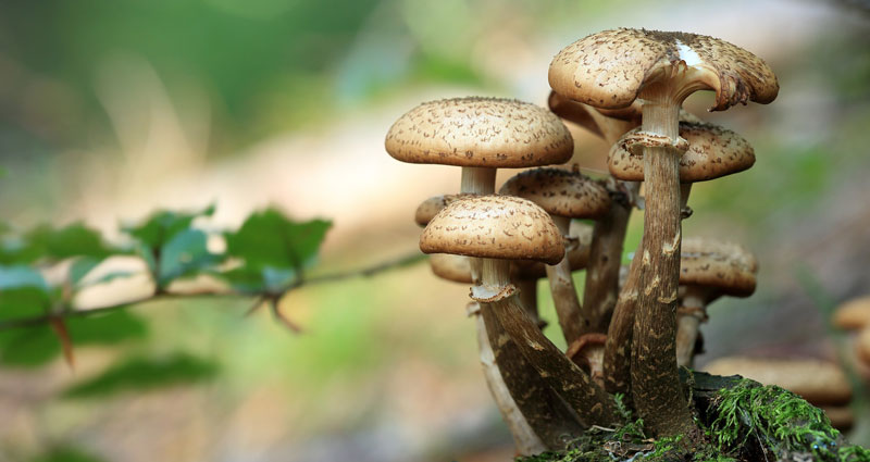 Ce ciuperci comestibile există? Tipuri de ciuperci din pădure